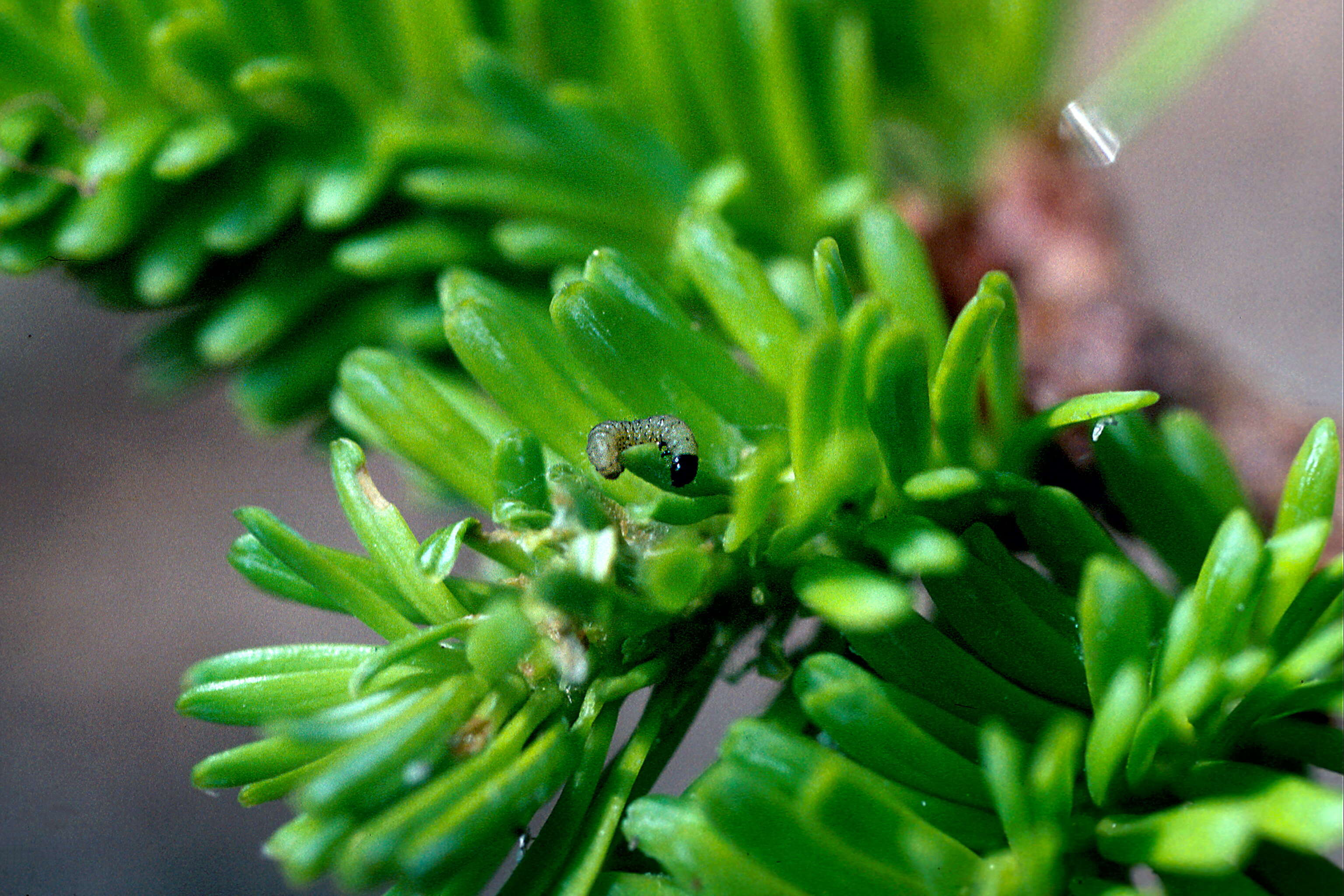 Choristoneura murinana Hübner 1800 resmi