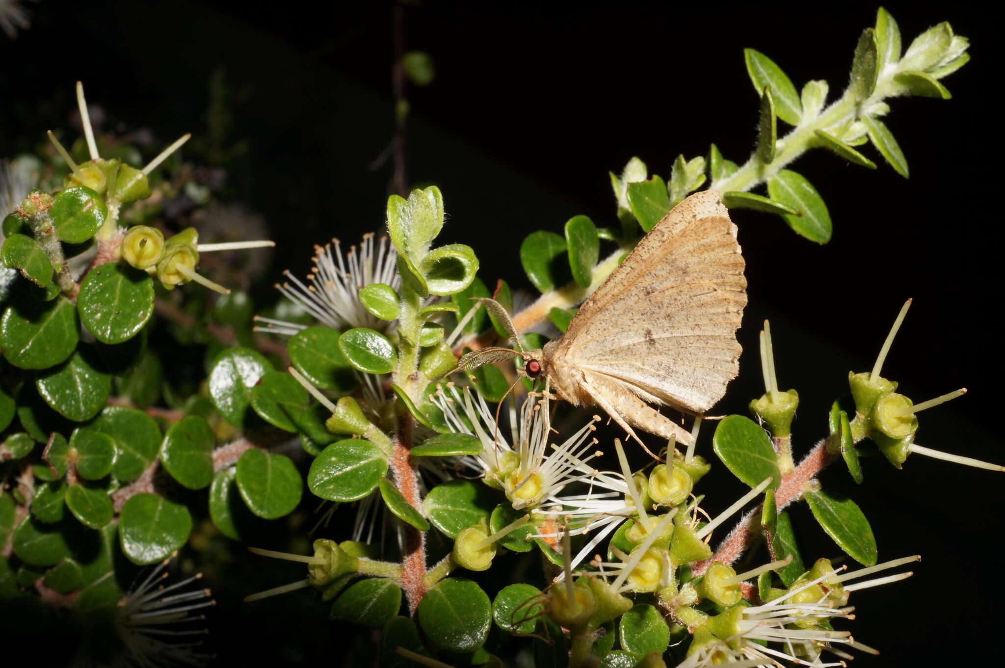 Image of Kawakawa looper moth