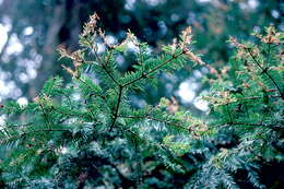 Choristoneura murinana Hübner 1800 resmi