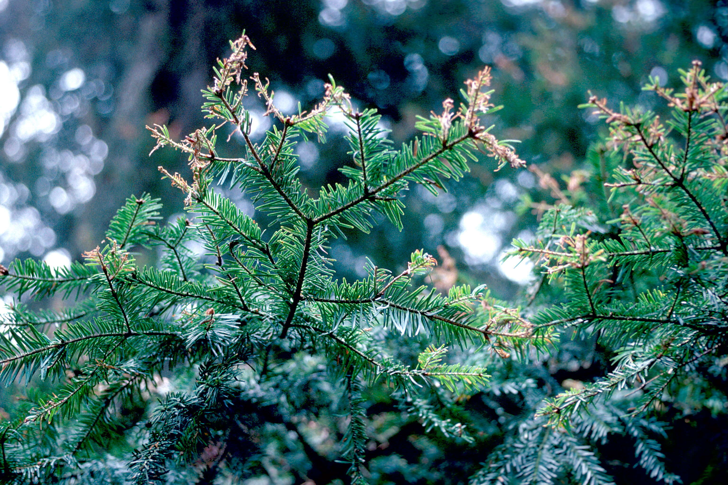 Choristoneura murinana Hübner 1800 resmi