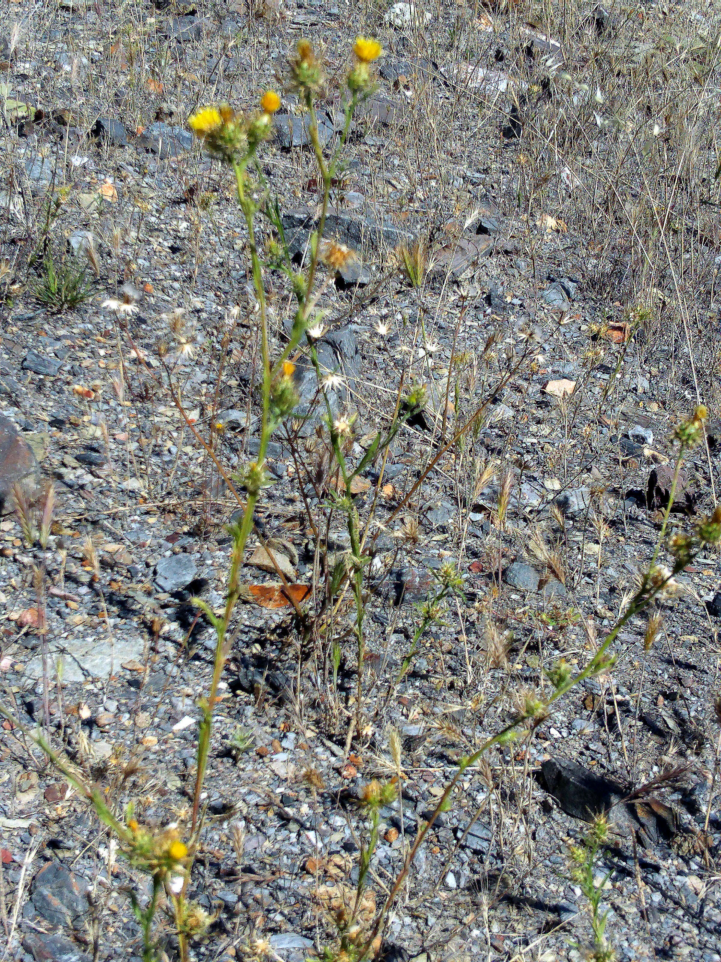 Image of Maltese star-thistle