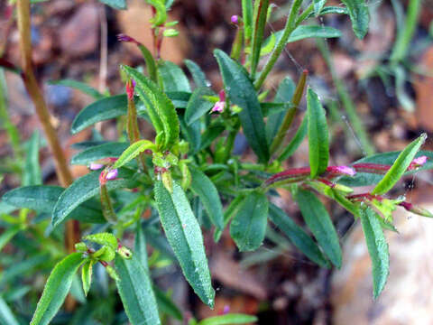 Image of pimpernel willowherb