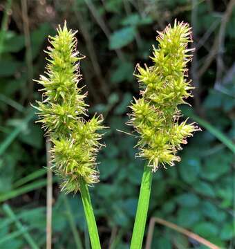 Image of owlfruit sedge