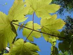 Imagem de Acer pseudoplatanus L.