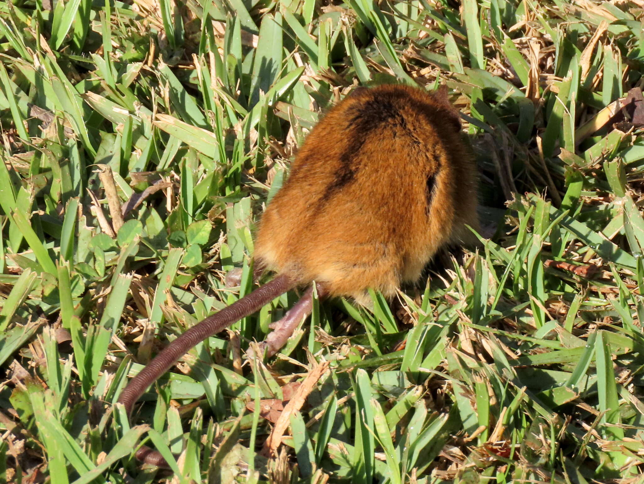 Image of Brants's African Climbing Mouse -- Brant's Climbing Mouse