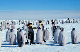 Image of Emperor Penguin