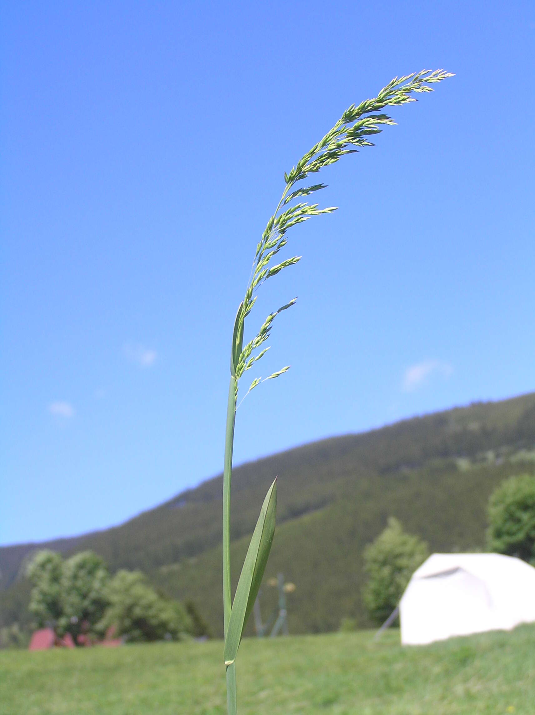 Image of broad-leaved meadow-grass