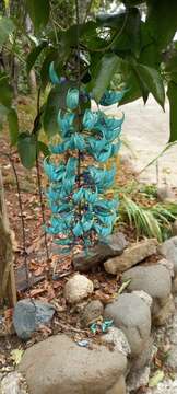 Image of Jade Vine