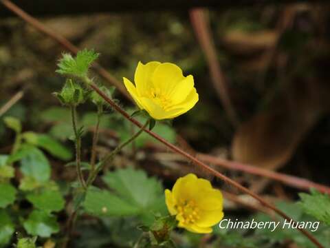 Image of Potentilla matsumurae Th. Wolf