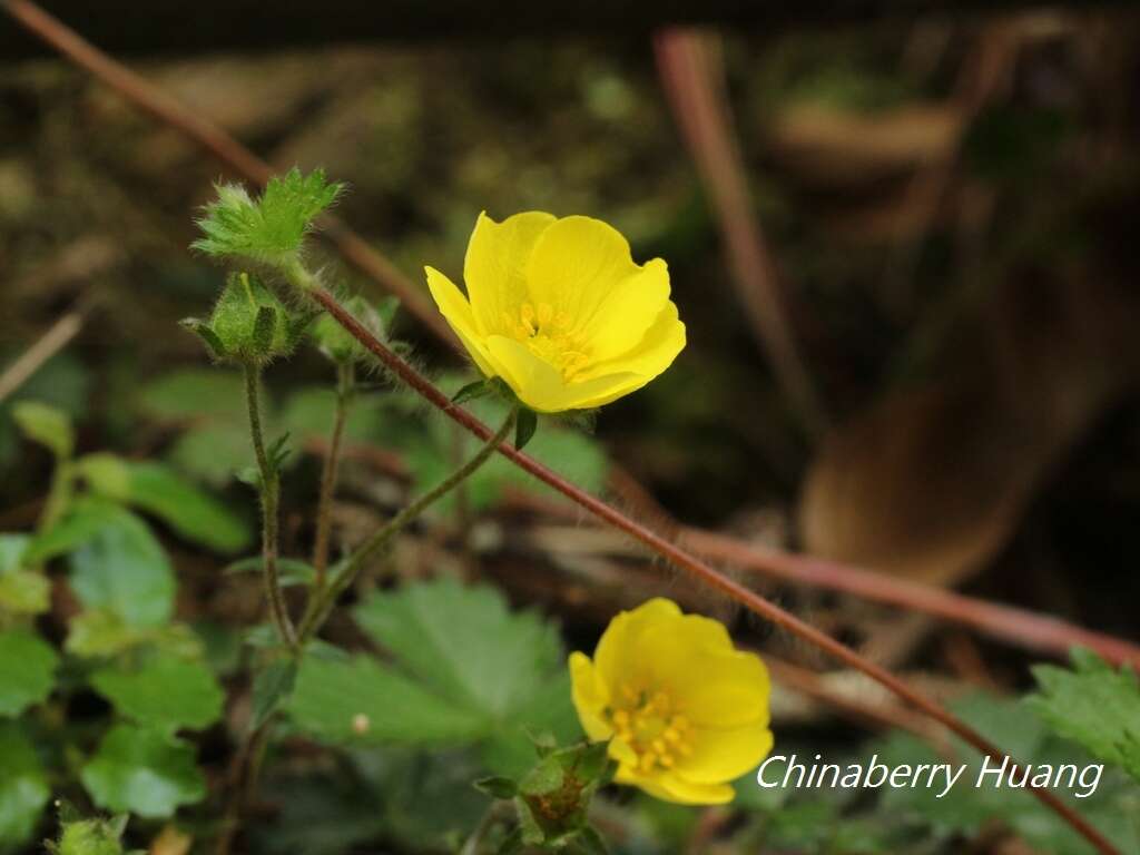 Image of Potentilla matsumurae Th. Wolf