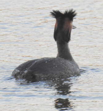 Image of Podiceps cristatus infuscatus Salvadori 1884