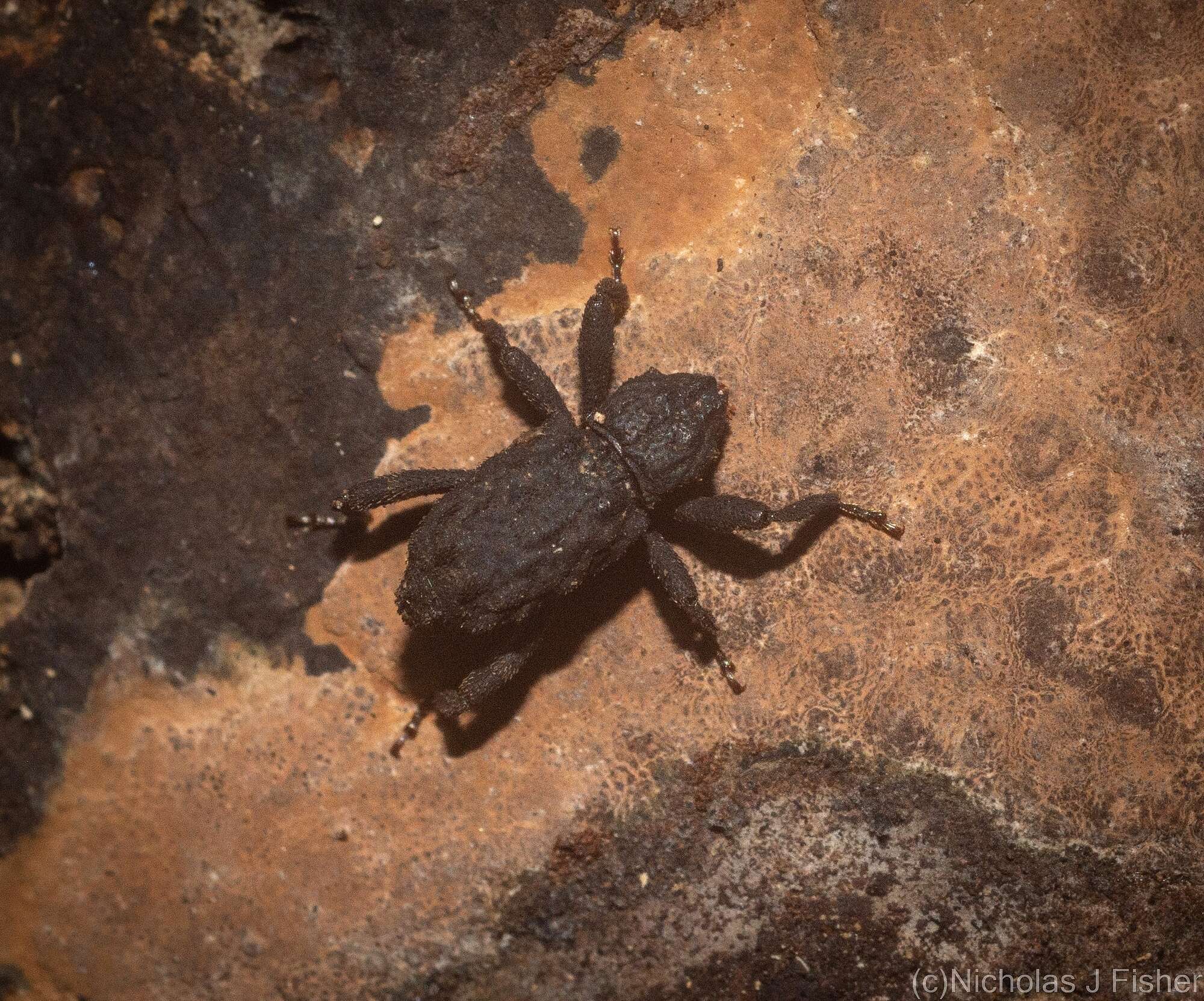 Plancia ëd Stenoporopterus canaliculatus Lea 1908