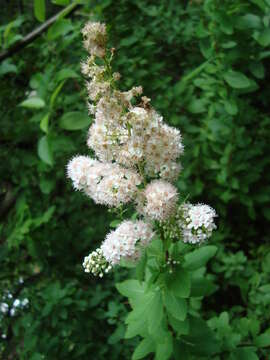 Imagem de Spiraea alba var. latifolia (Aiton) H. E. Ahles