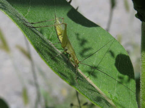 Image of Black-horned Tree Cricket