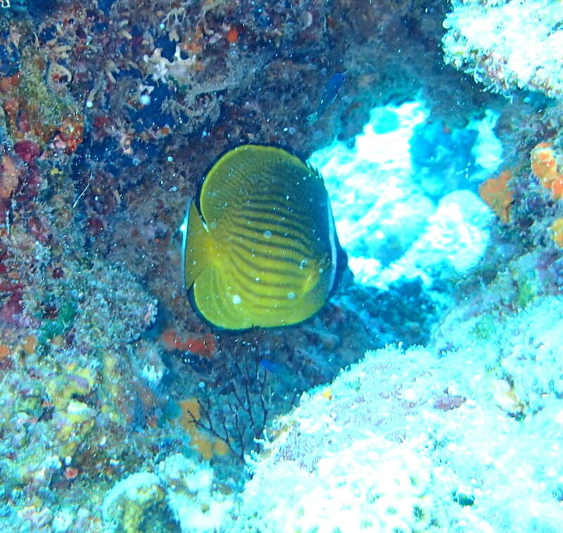 Image of Golden Butterflyfish