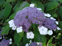 Sivun Hydrangea aspera Buch.-Ham. ex D. Don kuva