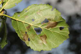 Image of European Alder leafminer