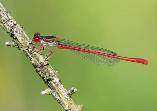 Image of small red damselfly