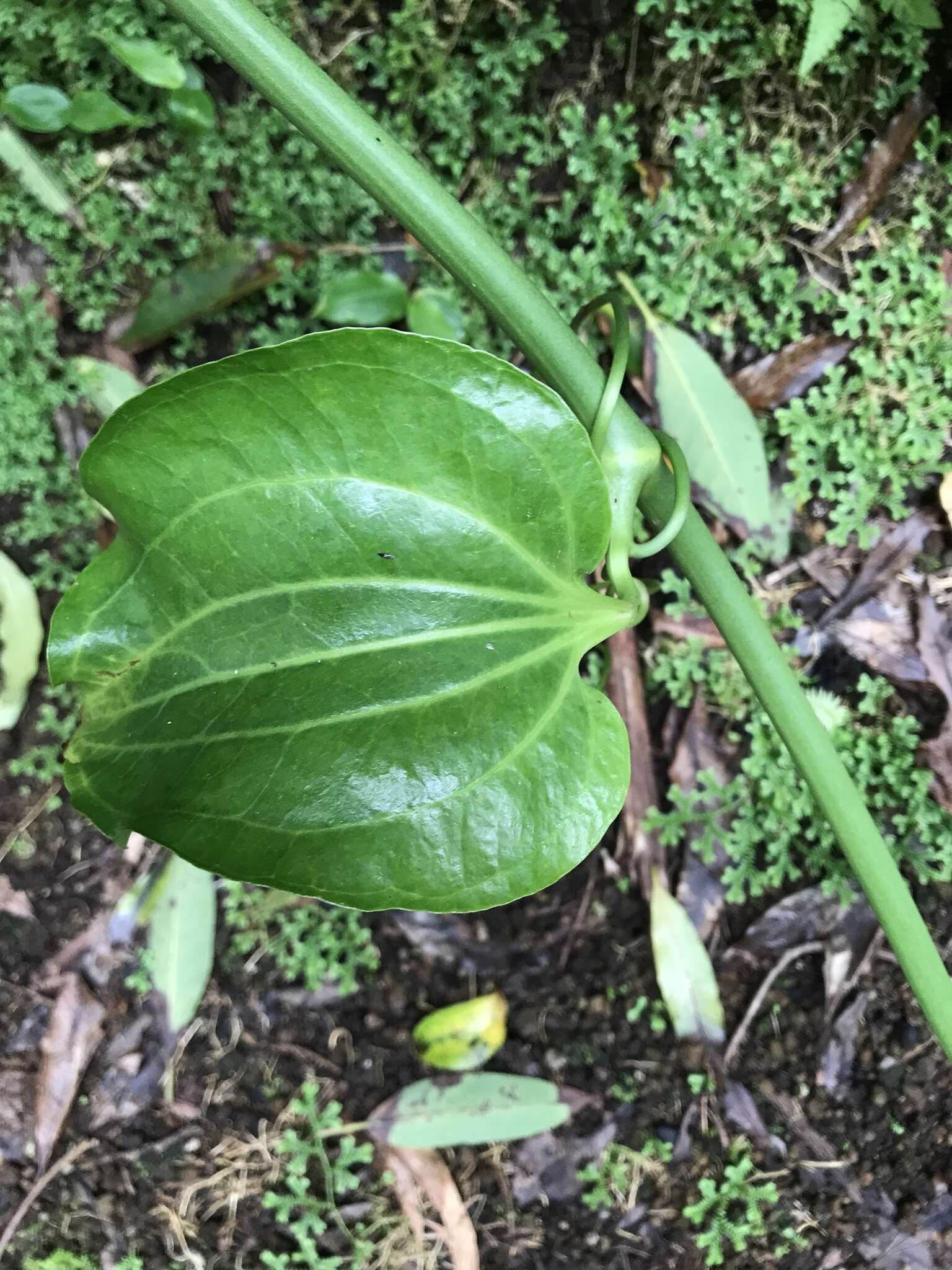 Image of Smilax azorica H. Schaef. & P. Schönfelder