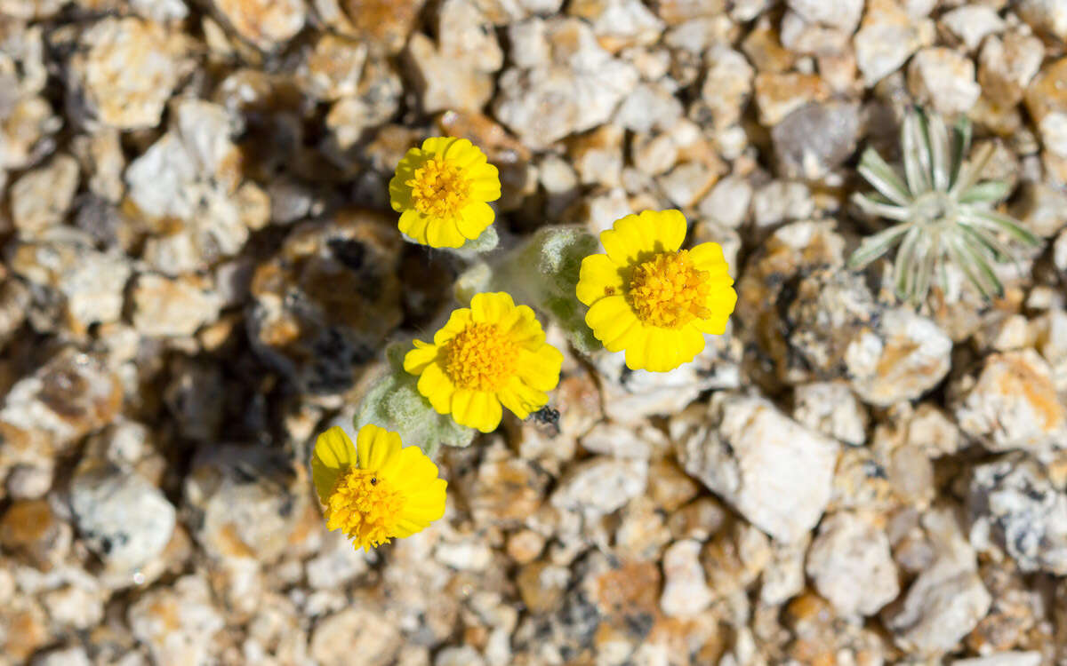 Image of woolly easterbonnets