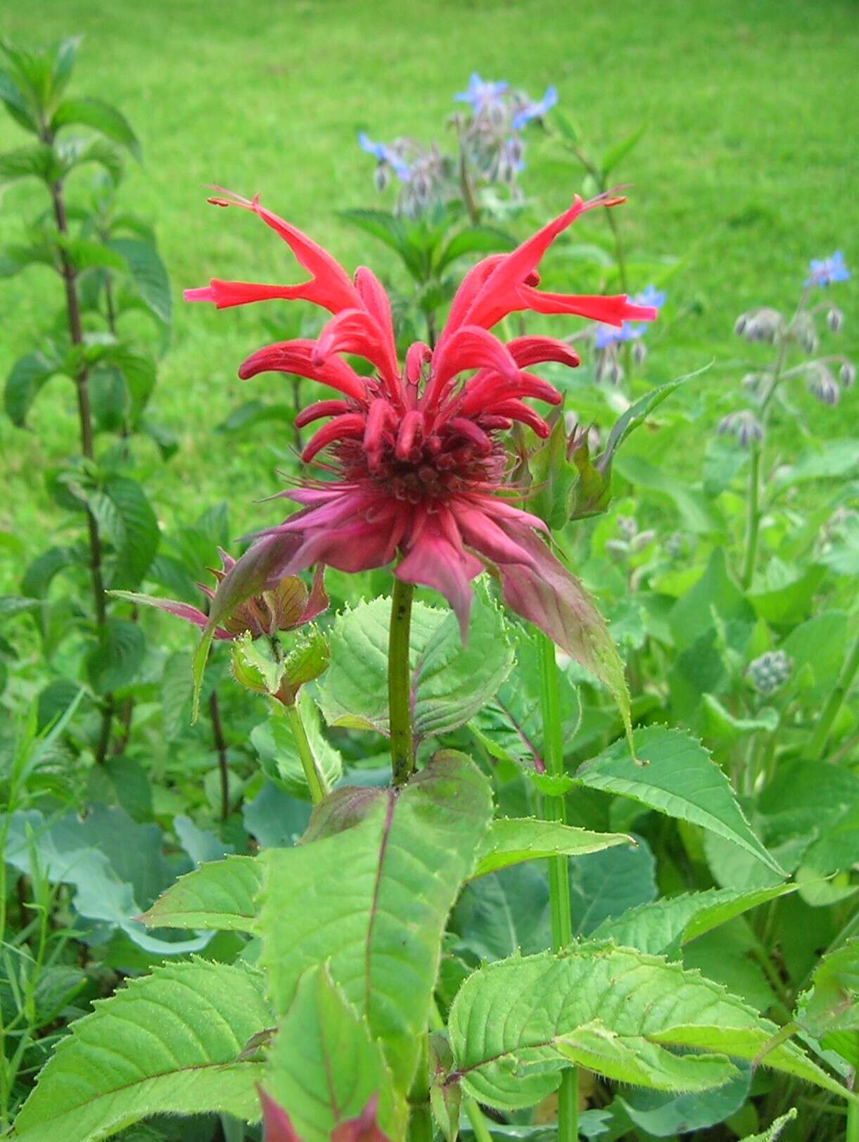 Image of scarlet beebalm