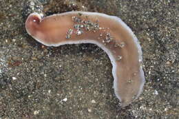 Image of black ribbon worm