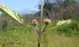 Sivun Platostoma hispidum (L.) A. J. Paton kuva