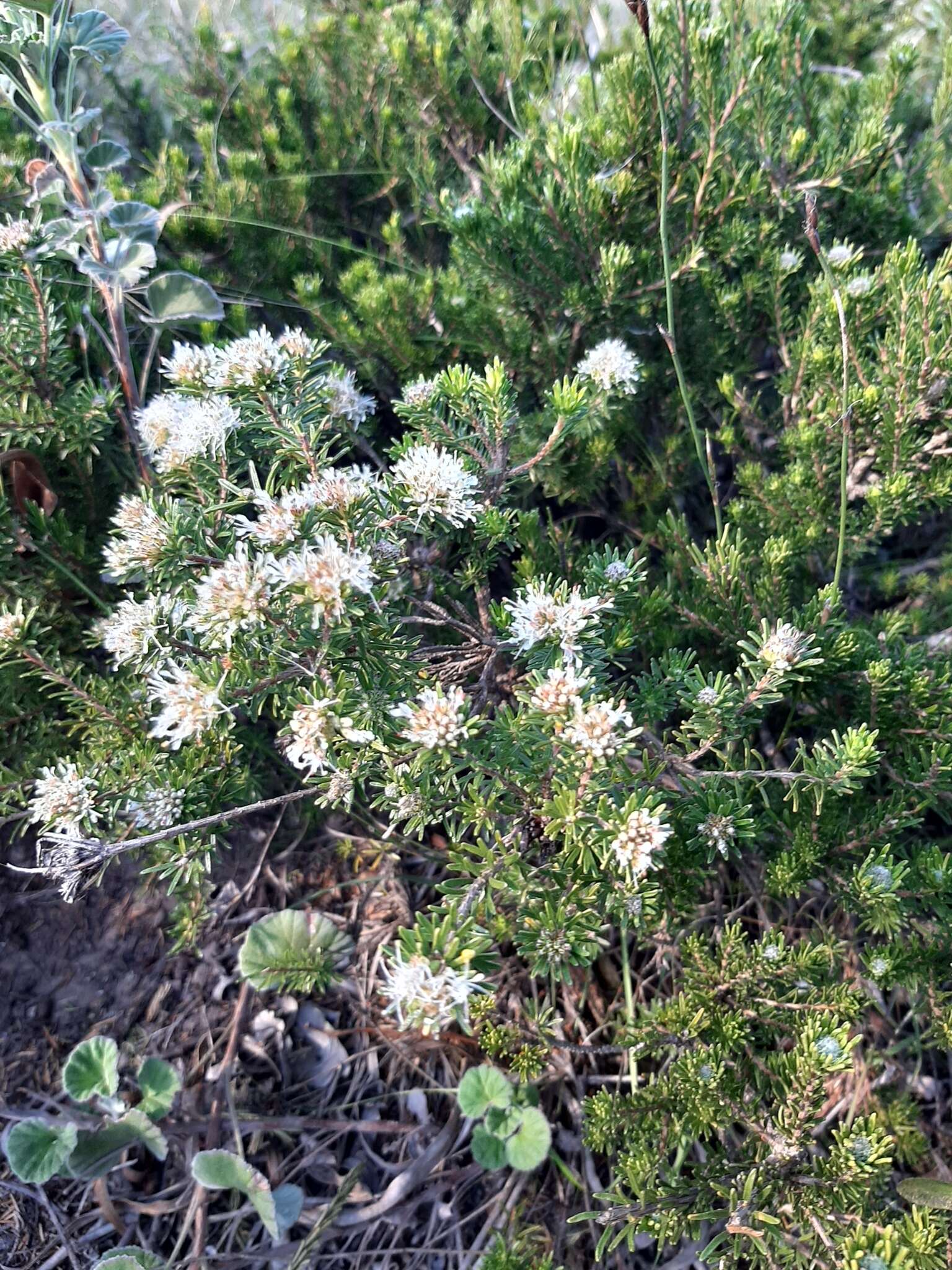 Image of Agathosma gonaquensis Eckl. & Zeyh.