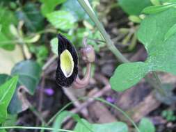 Image of Aristolochia steupii Woronow