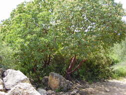 Image of Greek Strawberry-tree
