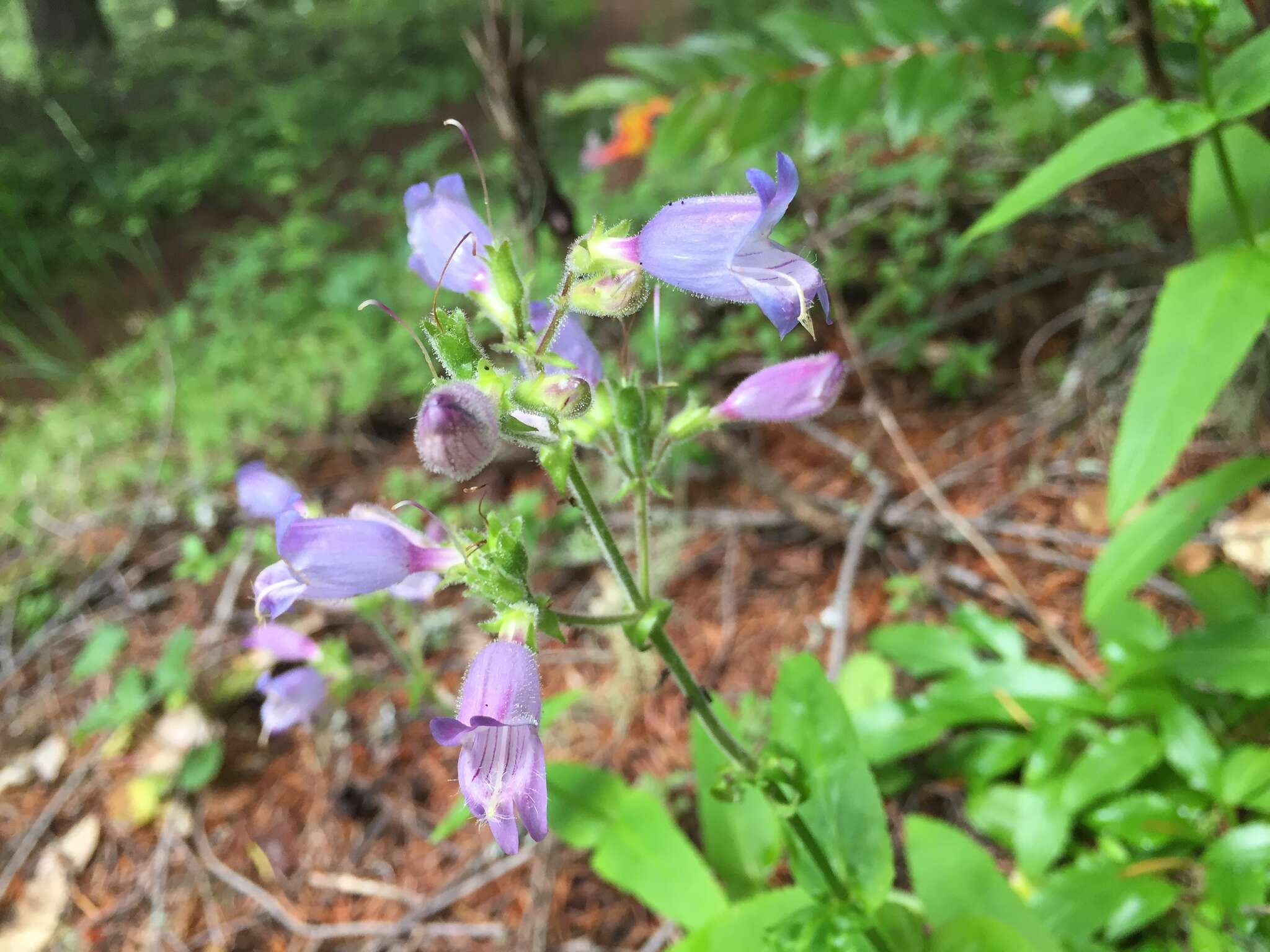 Image of Rattan's beardtongue