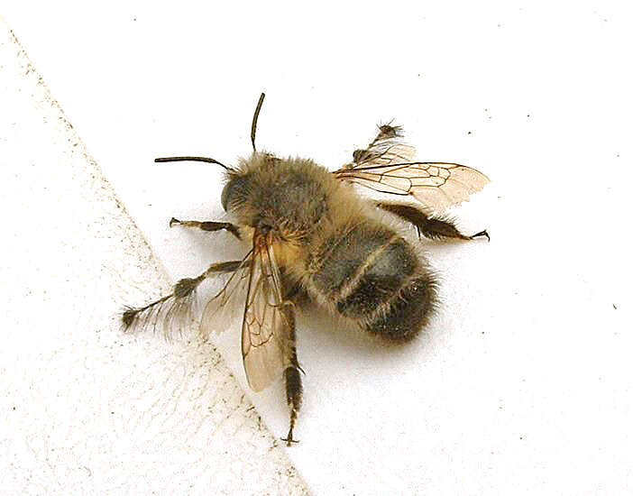 Image of Anthophora plumipes (Pallas 1772)