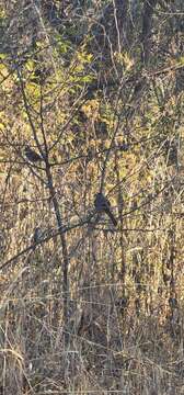 Image of Yungas Sparrow