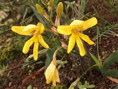 Image of Tritonia chrysantha Fourc.