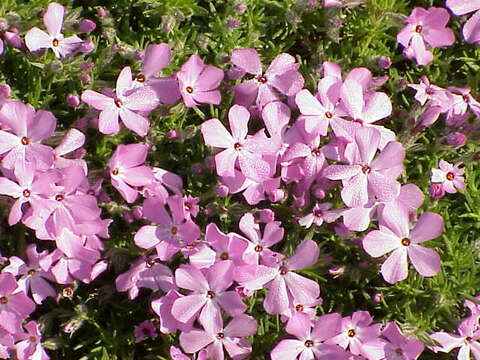 Imagem de Phlox diffusa Benth.