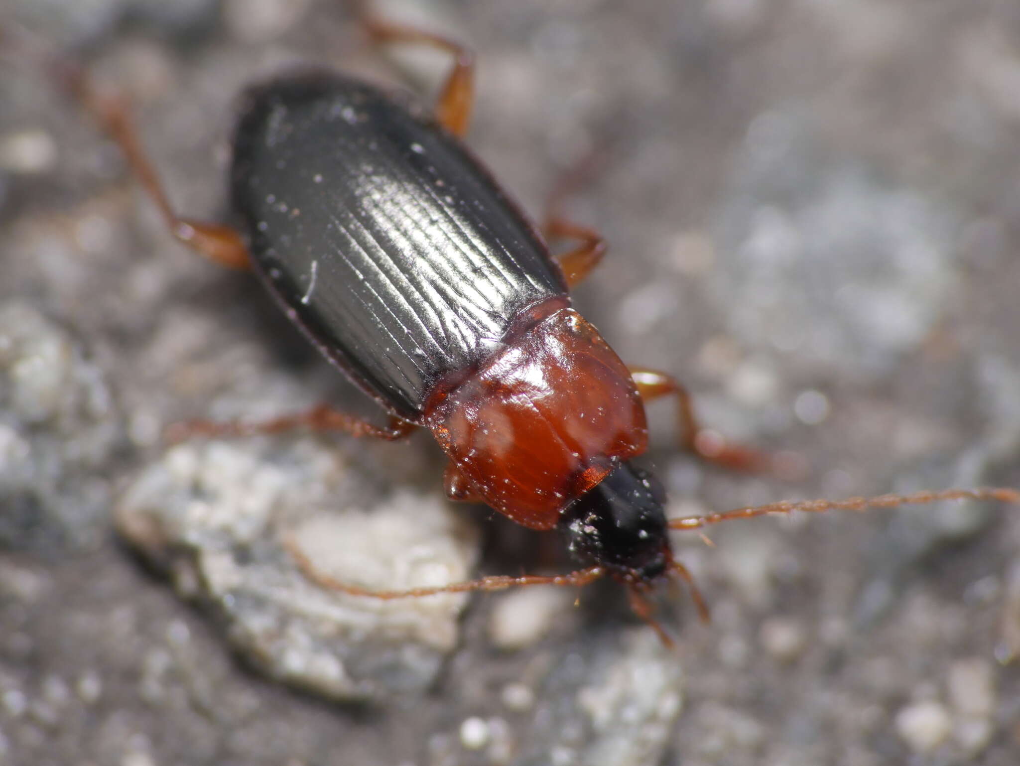 Image of Calathus (Neocalathus) melanocephalus (Linnaeus 1758)