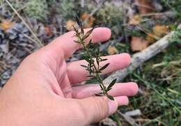 Imagem de Genista tinctoria subsp. tinctoria