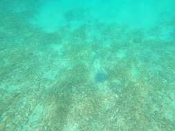 Image of Honeycomb Stingray