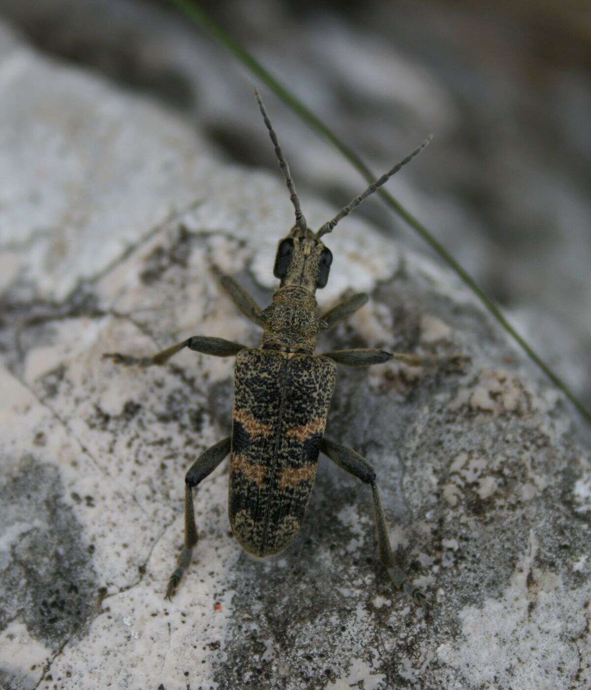 Image of Blackspotted Pliers Support Beetle