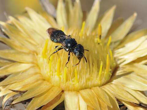 Image of Carlina curetum Heldr. ex Halacsy