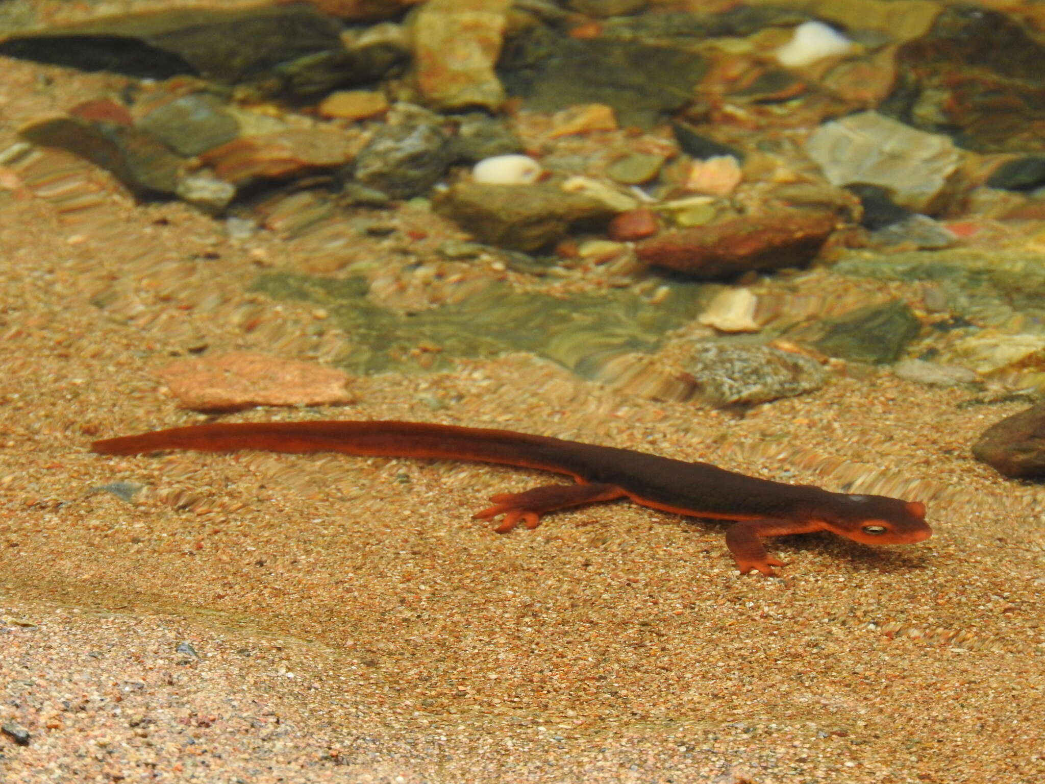Image of Sierra newt