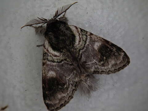Image of Shachia circumscripta Butler 1885