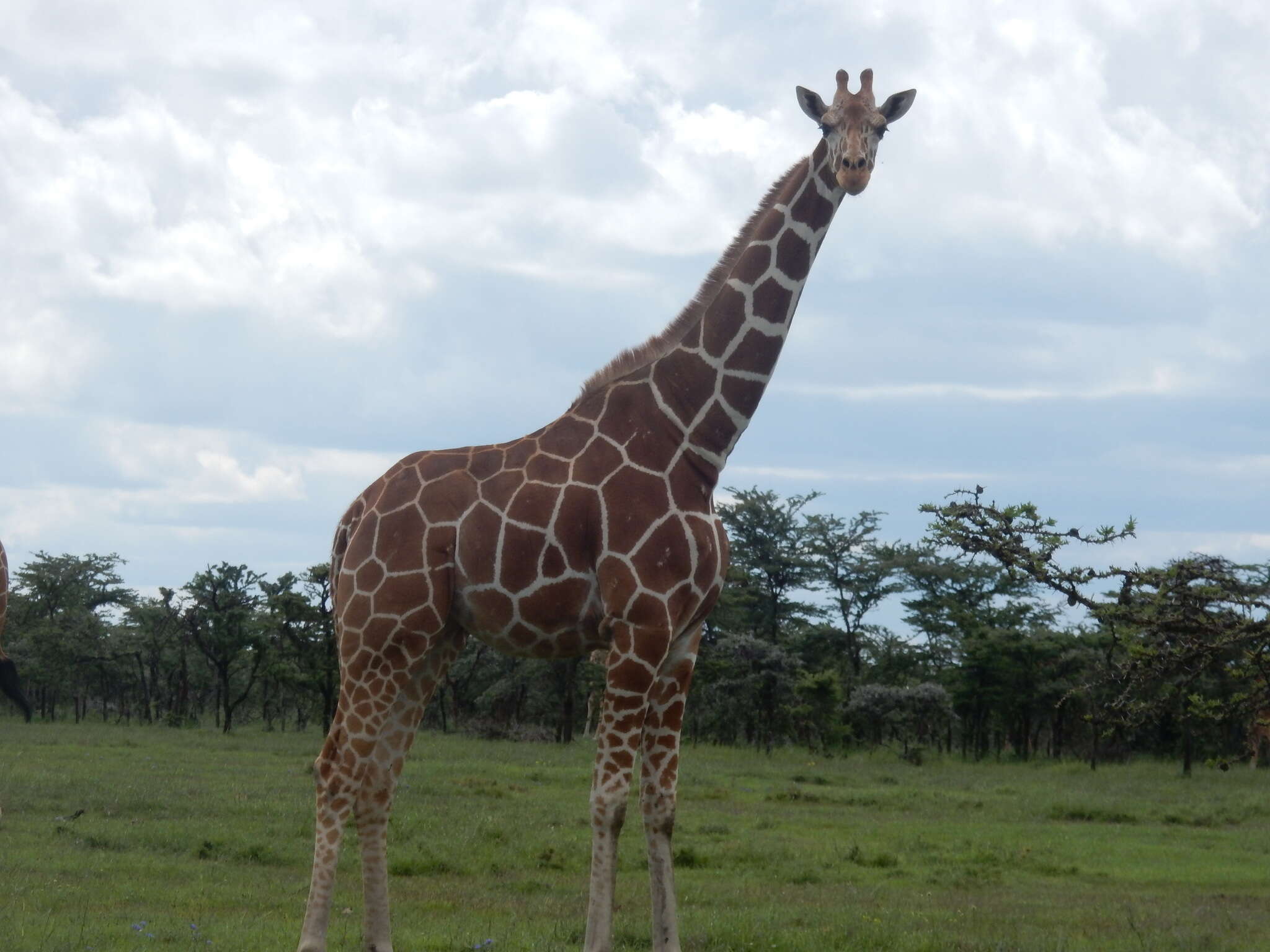 Image of reticulated giraffe