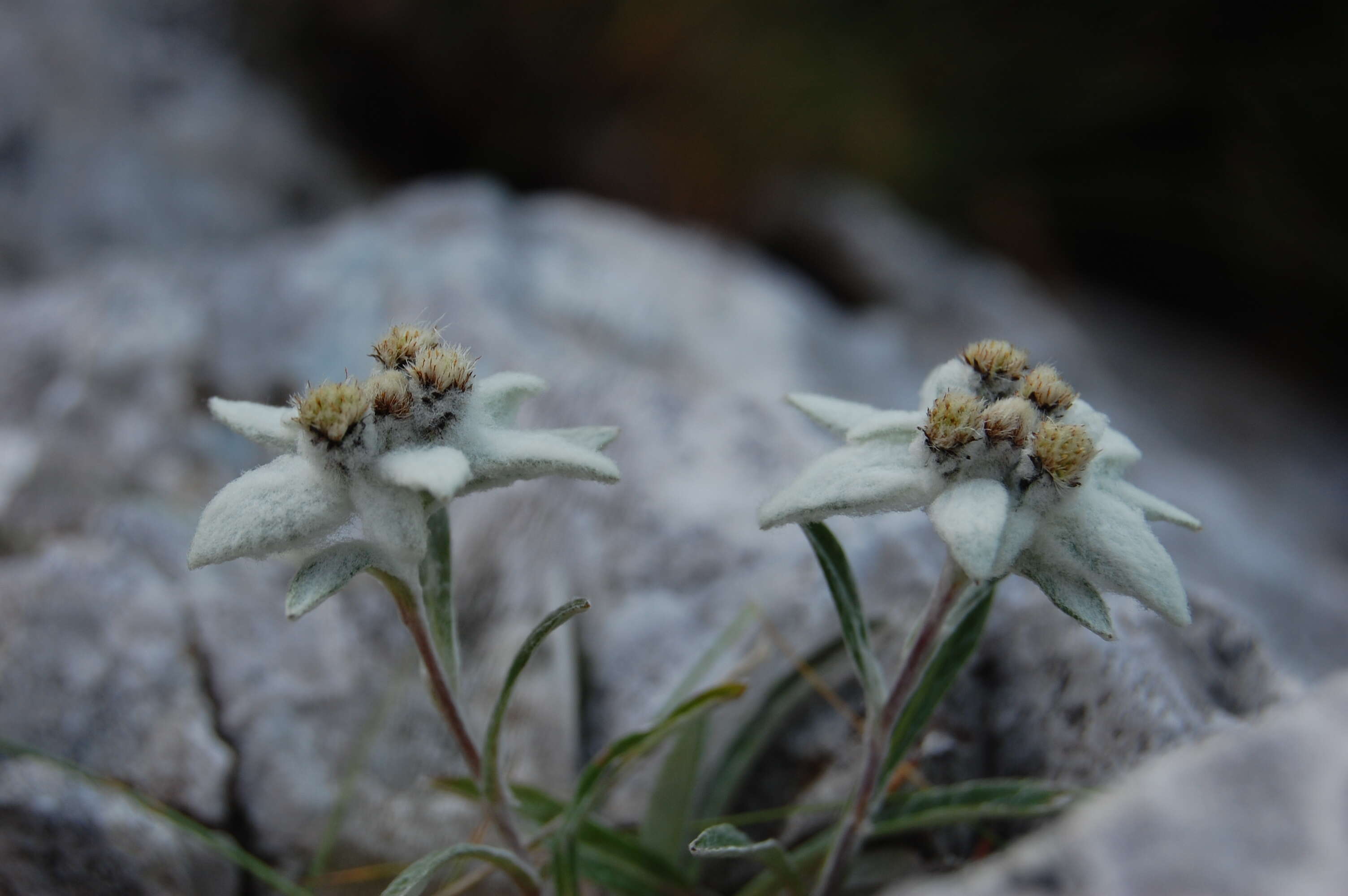 Image of edelweiss