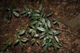 Image of Beilschmiedia elliptica C. T. White