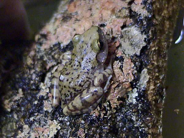 Image of Cliff Chirping Frog