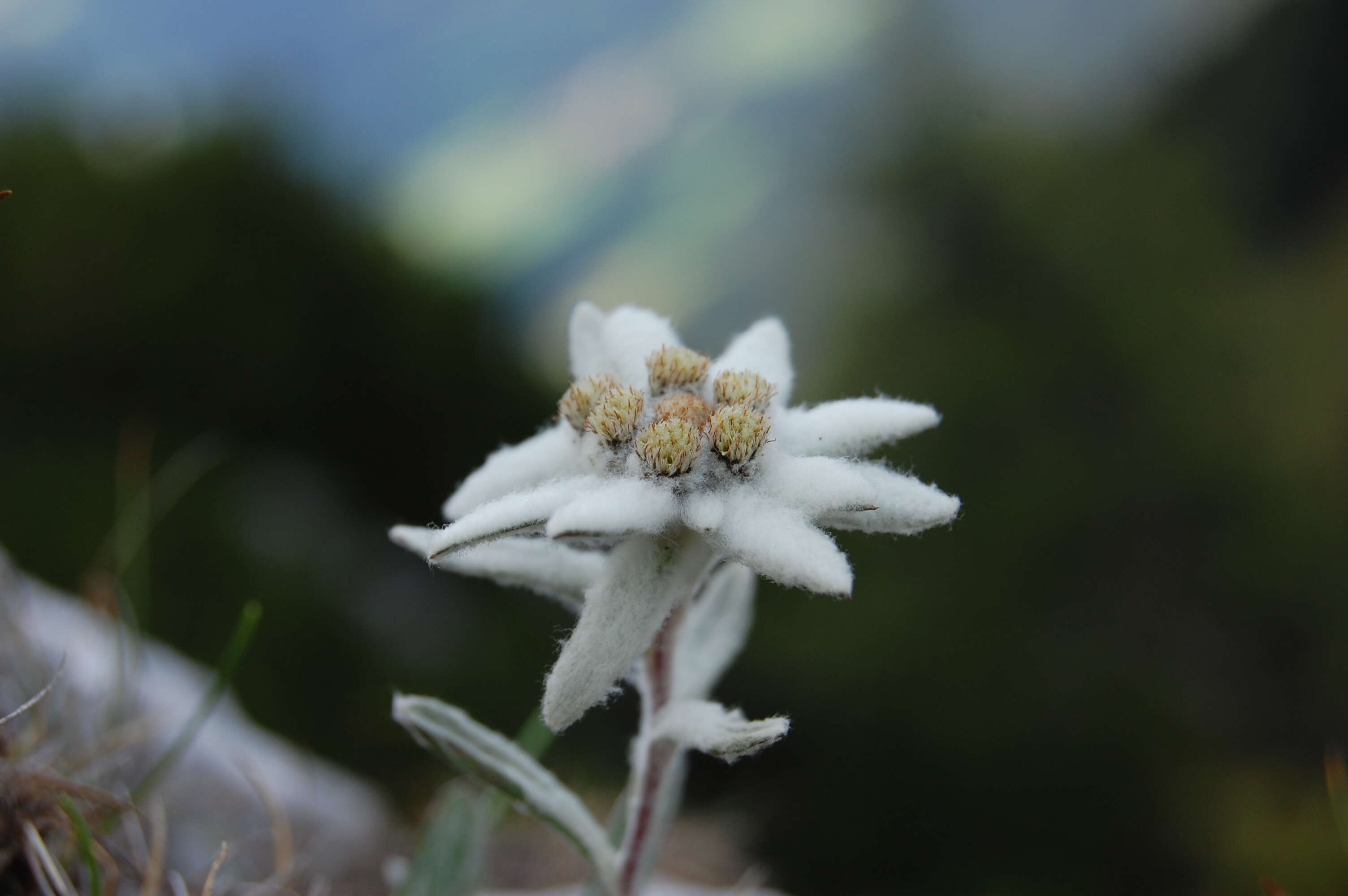 Image of edelweiss