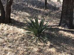 Agave palmeri Engelm. resmi