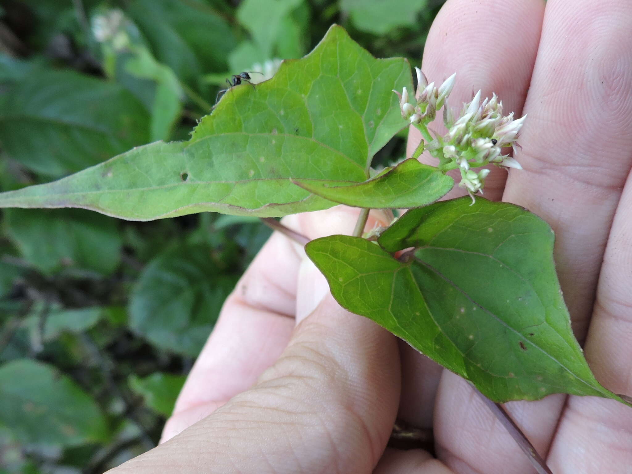 Image of climbing hempvine