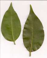 Image of silky celtis